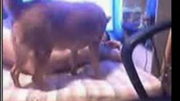 Incredible amateur bestiality clip featuring a lustful older woman