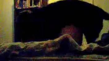 Webcam video capturing a curvy woman having sex with a dog